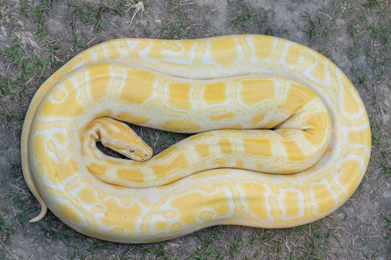 Stunning yellow Burmese-python