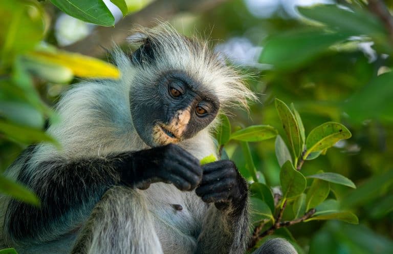 Colobus Monkey profile