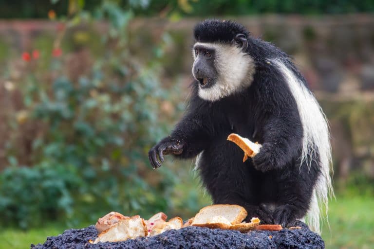 Colobus Monkey eating bread