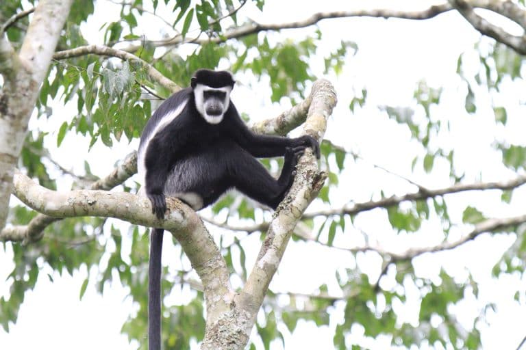 Colobus Monkey sitting on a tree branch