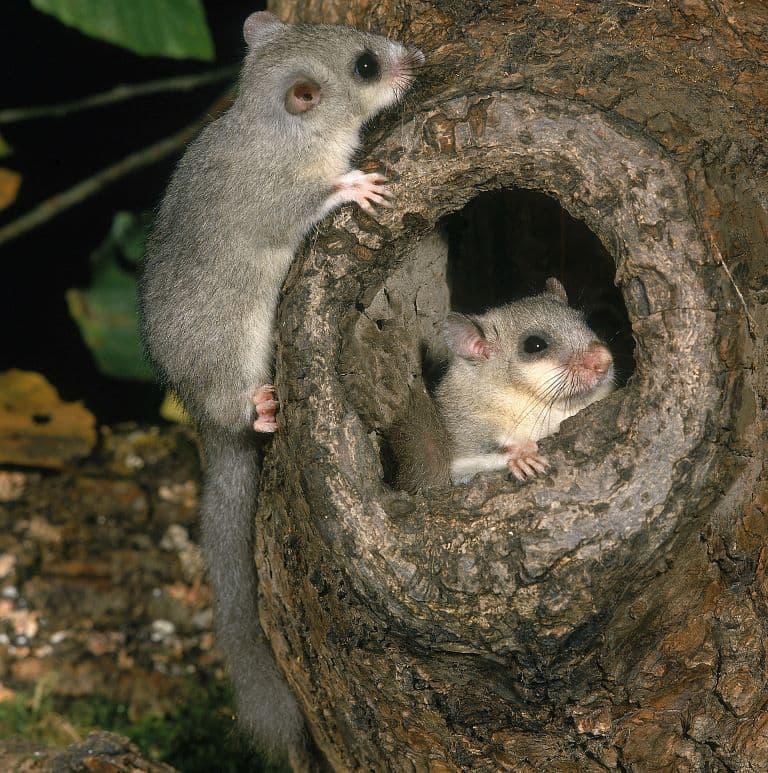 Edible dormouse outside the nest and another one inside the nest