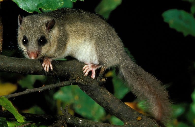 Edible dormouse profile