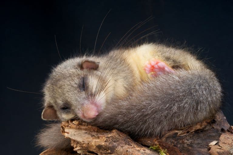 Edible dormouse sleeping 