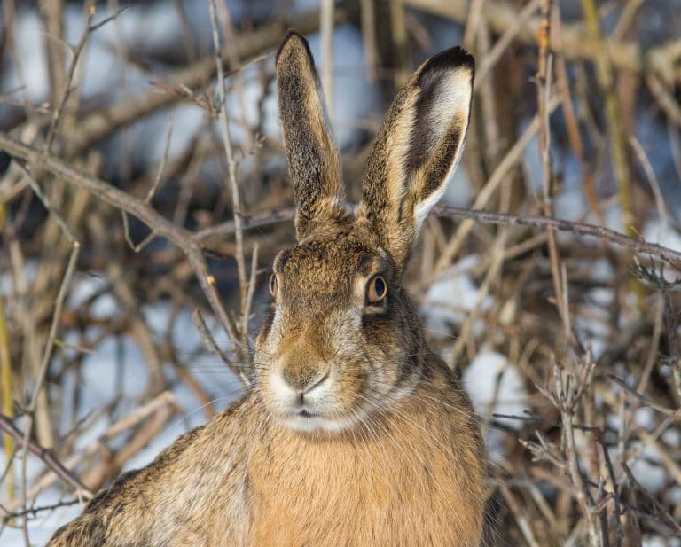 European Hare profile view