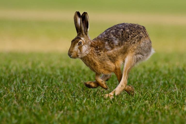 European Hare running in the fields