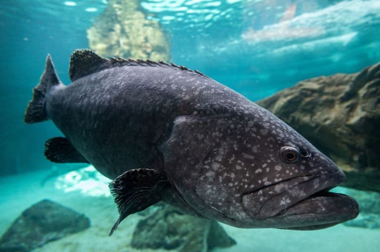 Giant grouper swimming deep in the Ocean