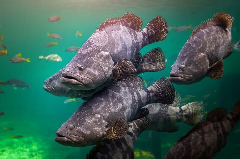 Giant Groupers in a group