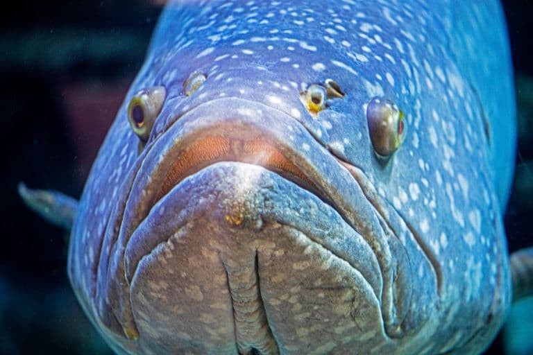 Giant Grouper profile