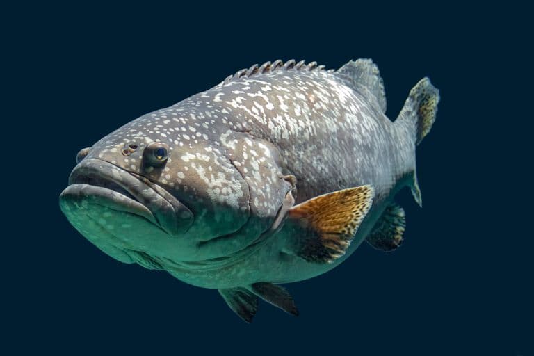 Giant groupers can be big