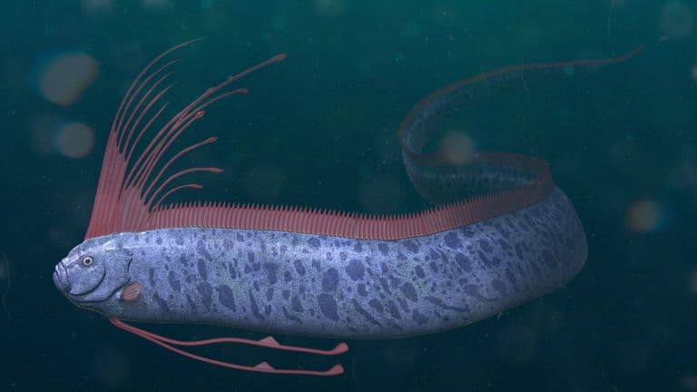 Giant Oarfish profile