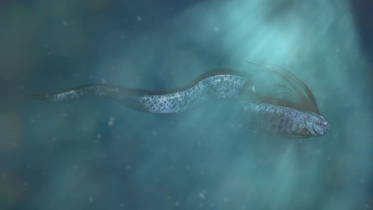 Giant Oarfish swimming