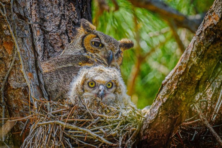 Great Horned Owl mother and chick