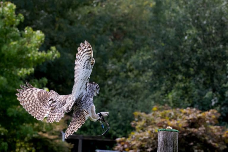Great Horned Owl landing 