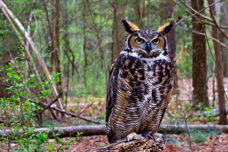 Great Horned Owl looking out