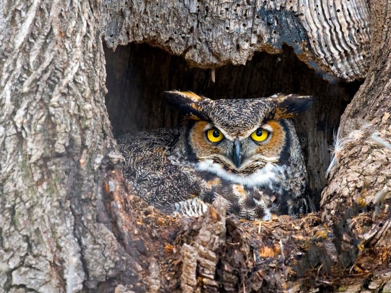 Great Horned Owl nesting