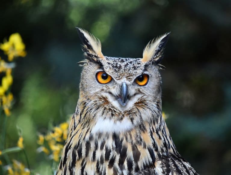 Great Horned Owl portrait
