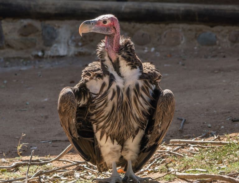 Lappet-Faced Vulture gazing alone in the fields
