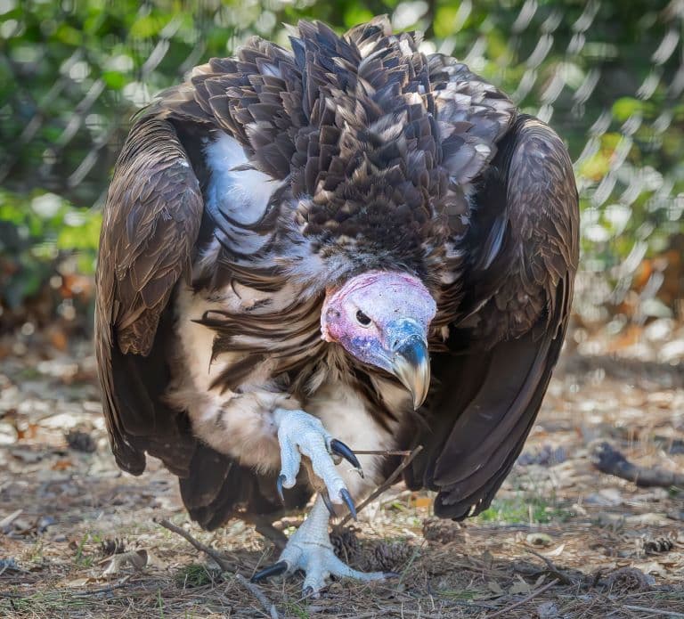 Lappet-Faced Vulture on a hunt
