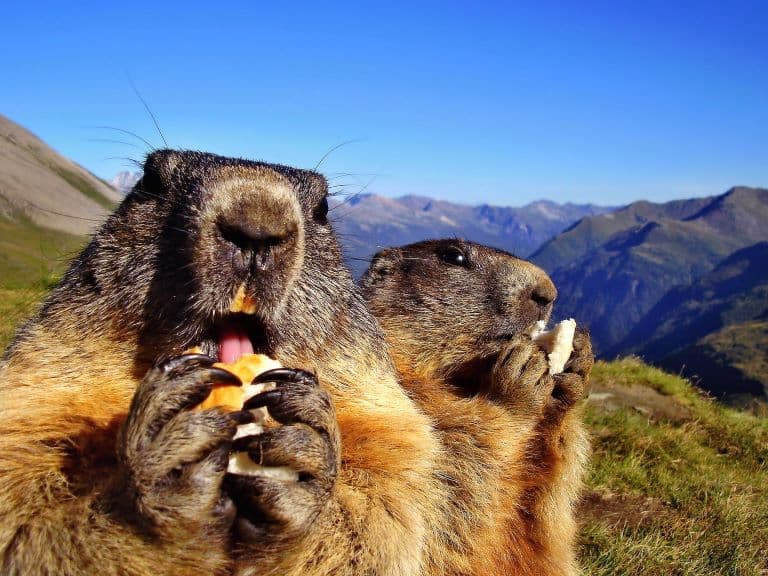 Marmots eating