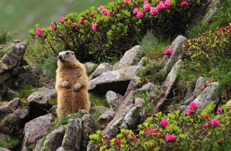 Marmot gazing in the flower bush