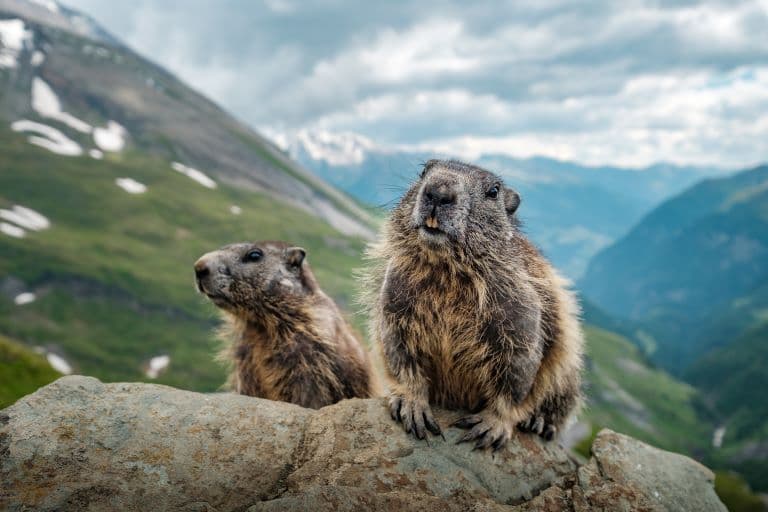 Marmots on the mountain top