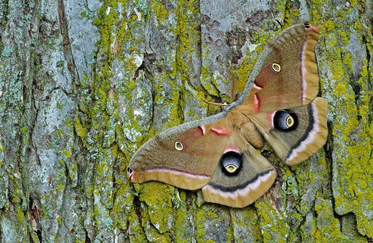 Moth on a tree branch