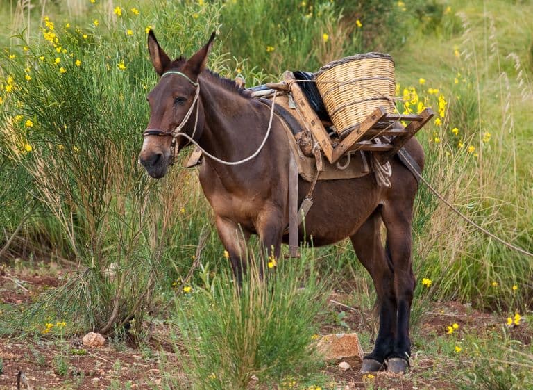 Mule in the bush