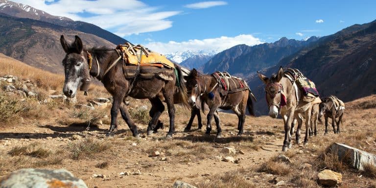 Mules climbing the mountain