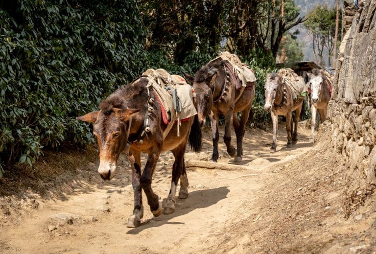 A trail of Mules