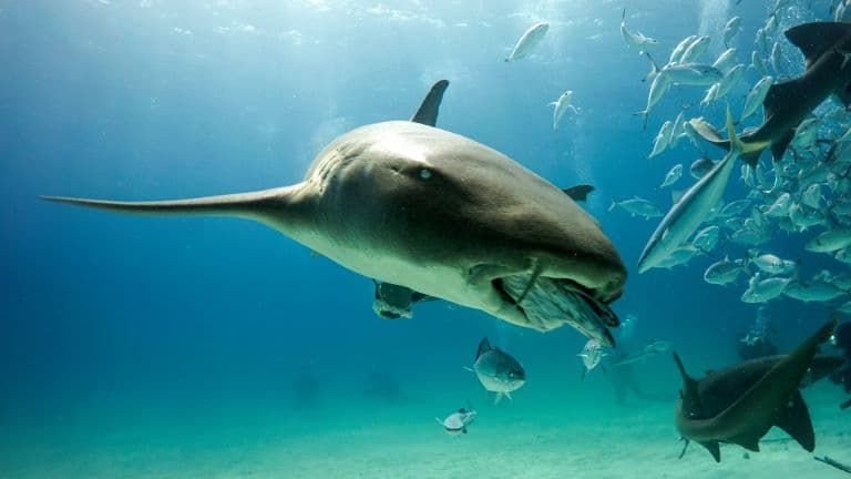Nurse Shark feeding 