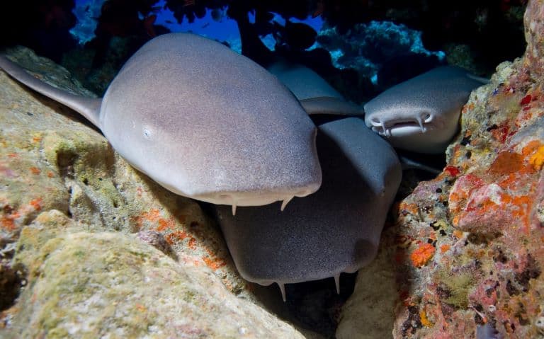 Nurse sharks in a group
