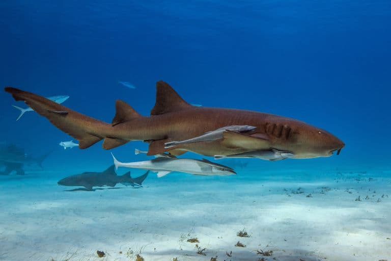 Nurse shark swimming