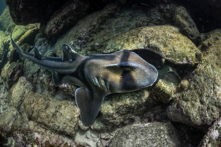 Port Jackson Shark swim