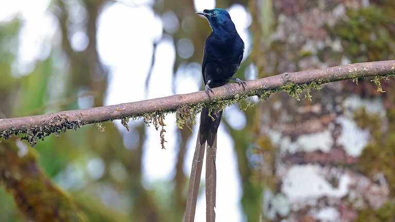 Ribbon-Tailed Astrapia perching