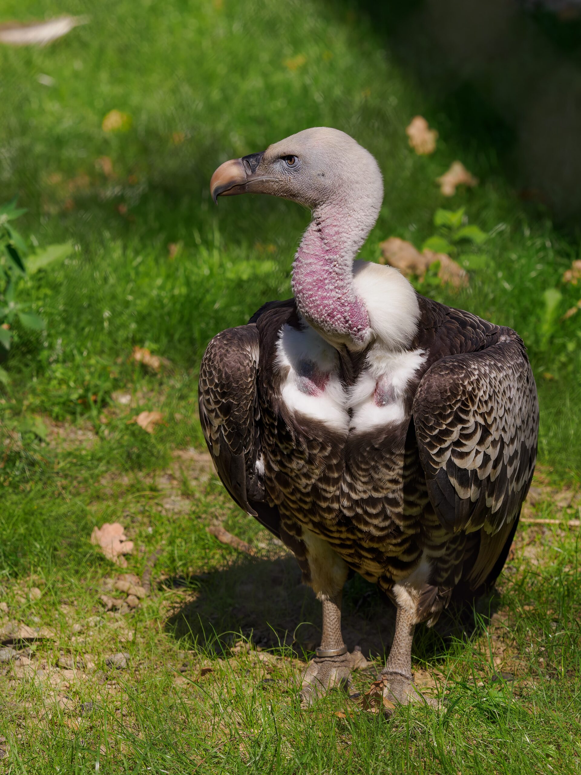 Rüppell’s vulture on ground