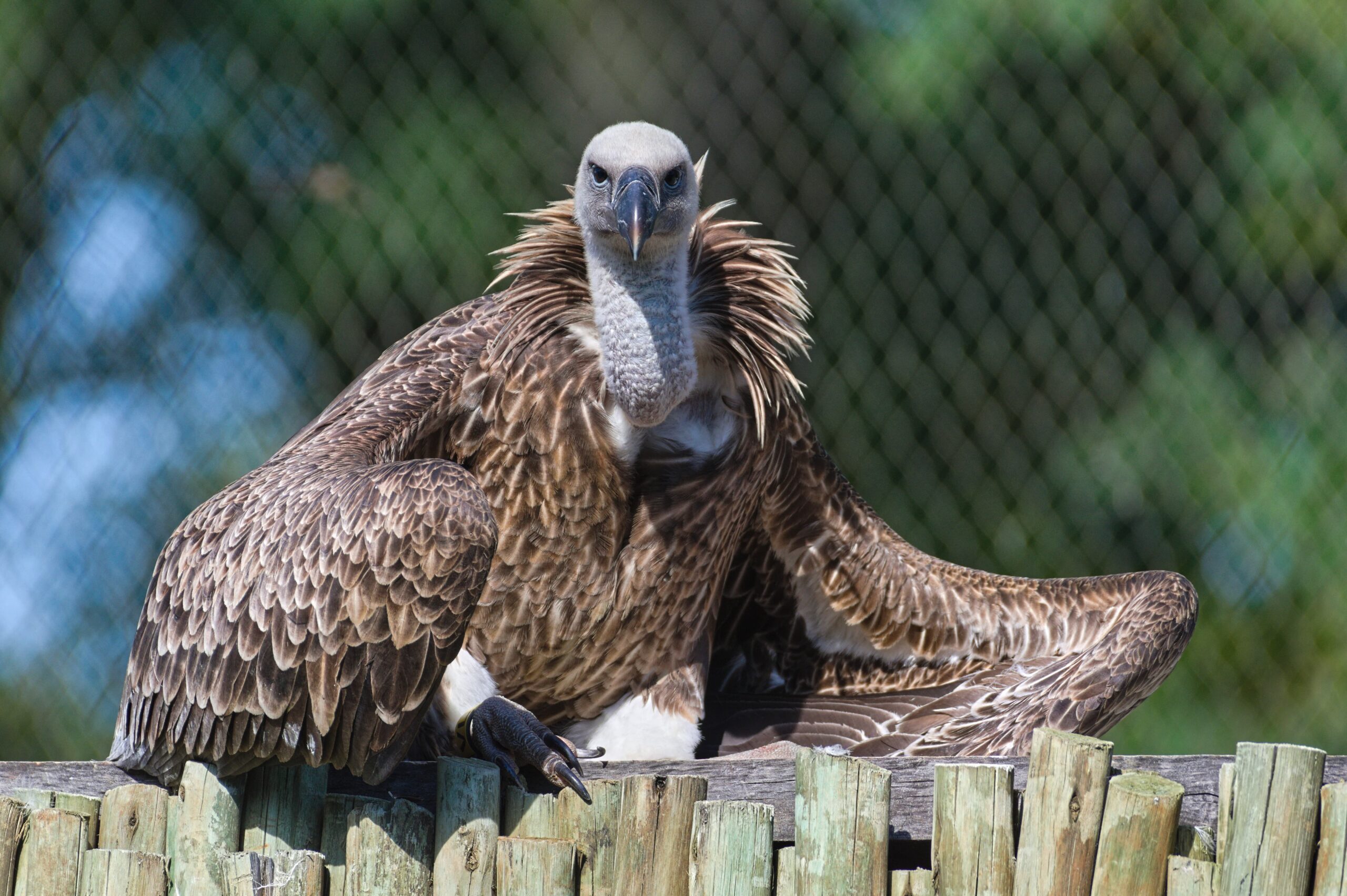 Rüppell’s vulture sunbathe