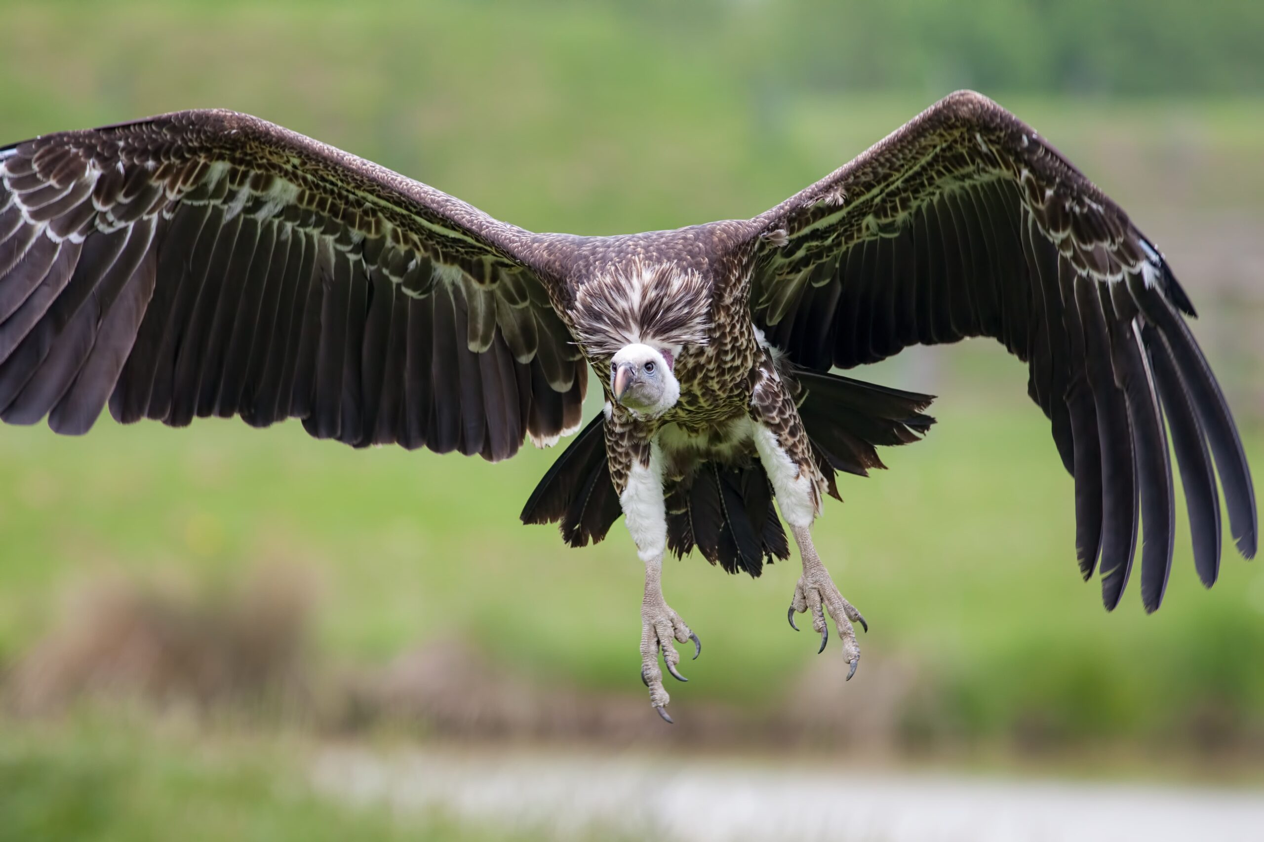 Rüppell’s vulture take off