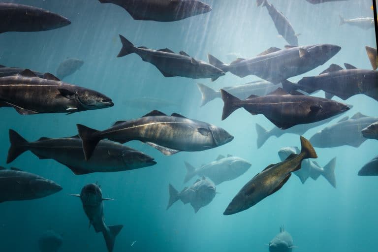 Salmon group swimming 