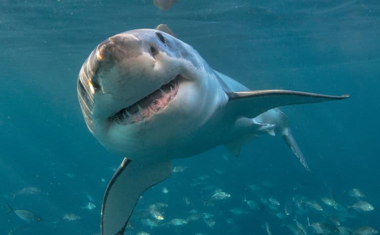 Shark profile