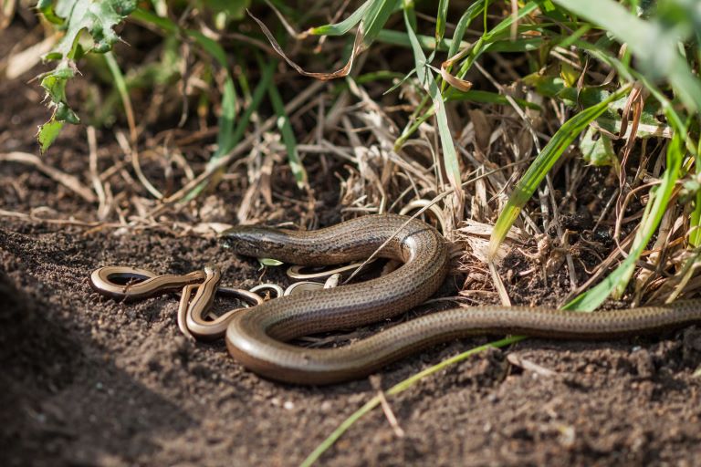 Slow worm entering a bush