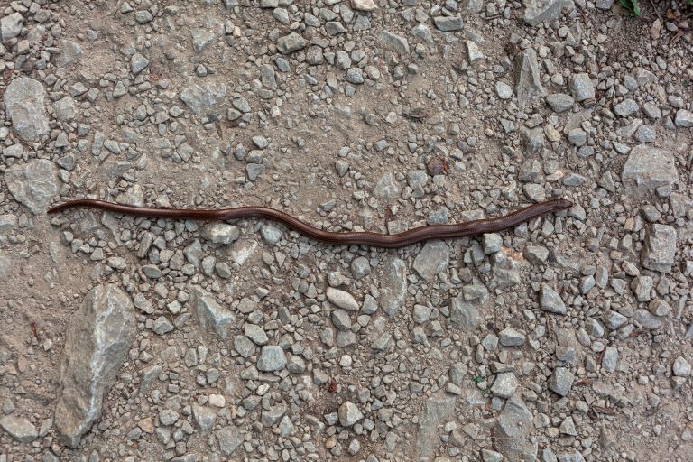 Slow worm on a rocky ground