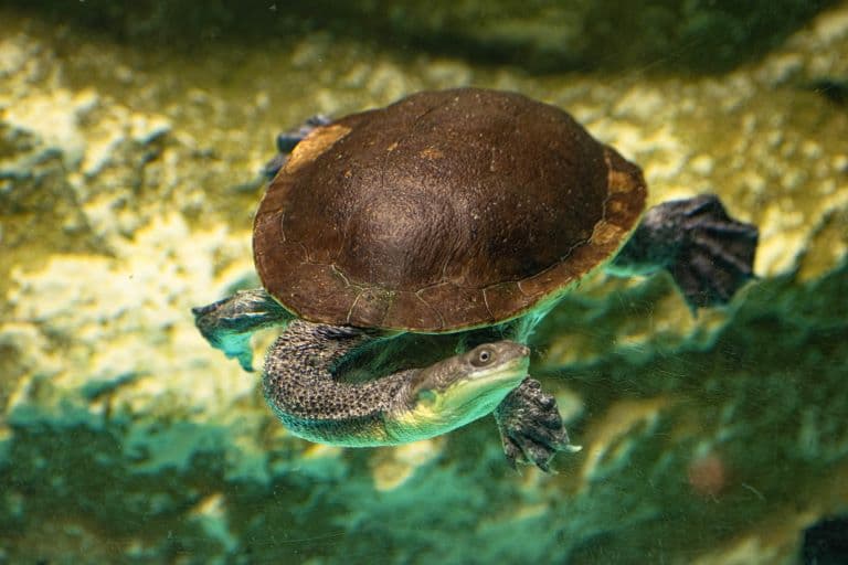 Austro-South American Snake-Necked Turtle