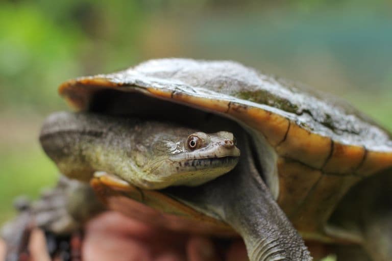 Snake-Necked Turtle neck forming an 'S' shape