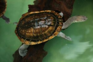 Snake-Necked Turtle Facts - Fact Animal
