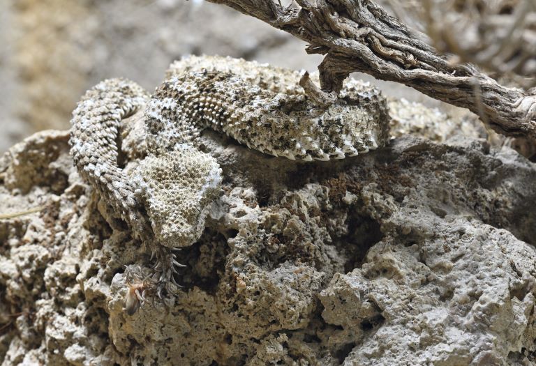 Spider-Tailed Horned Viper camouflaged