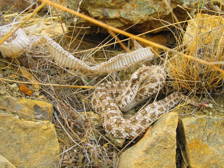 Spider-Tailed Horned Viper in the rocks