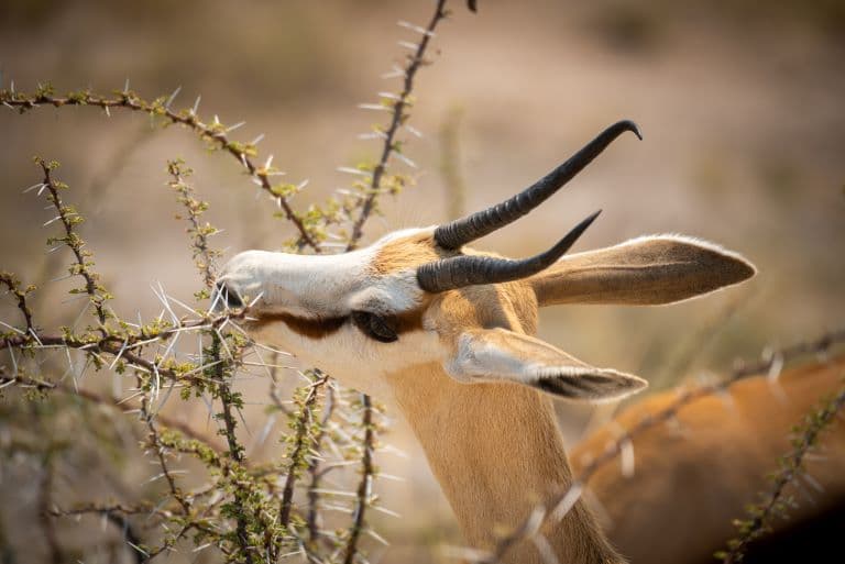 Springbok feeding on a thorny plant