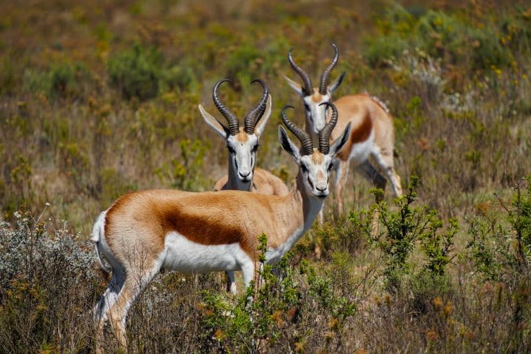 Springbok gang in the green bush