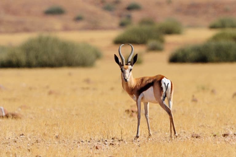Lone Springbok
