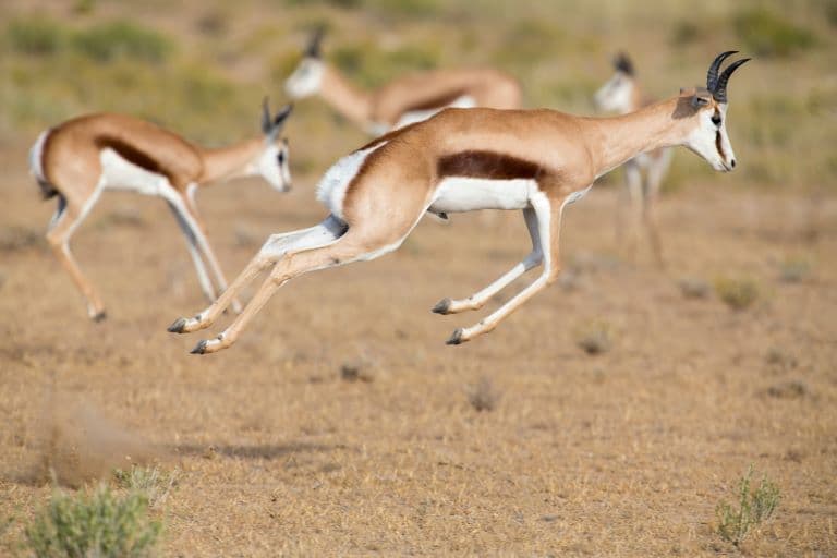 Springbok running in the Savannah 